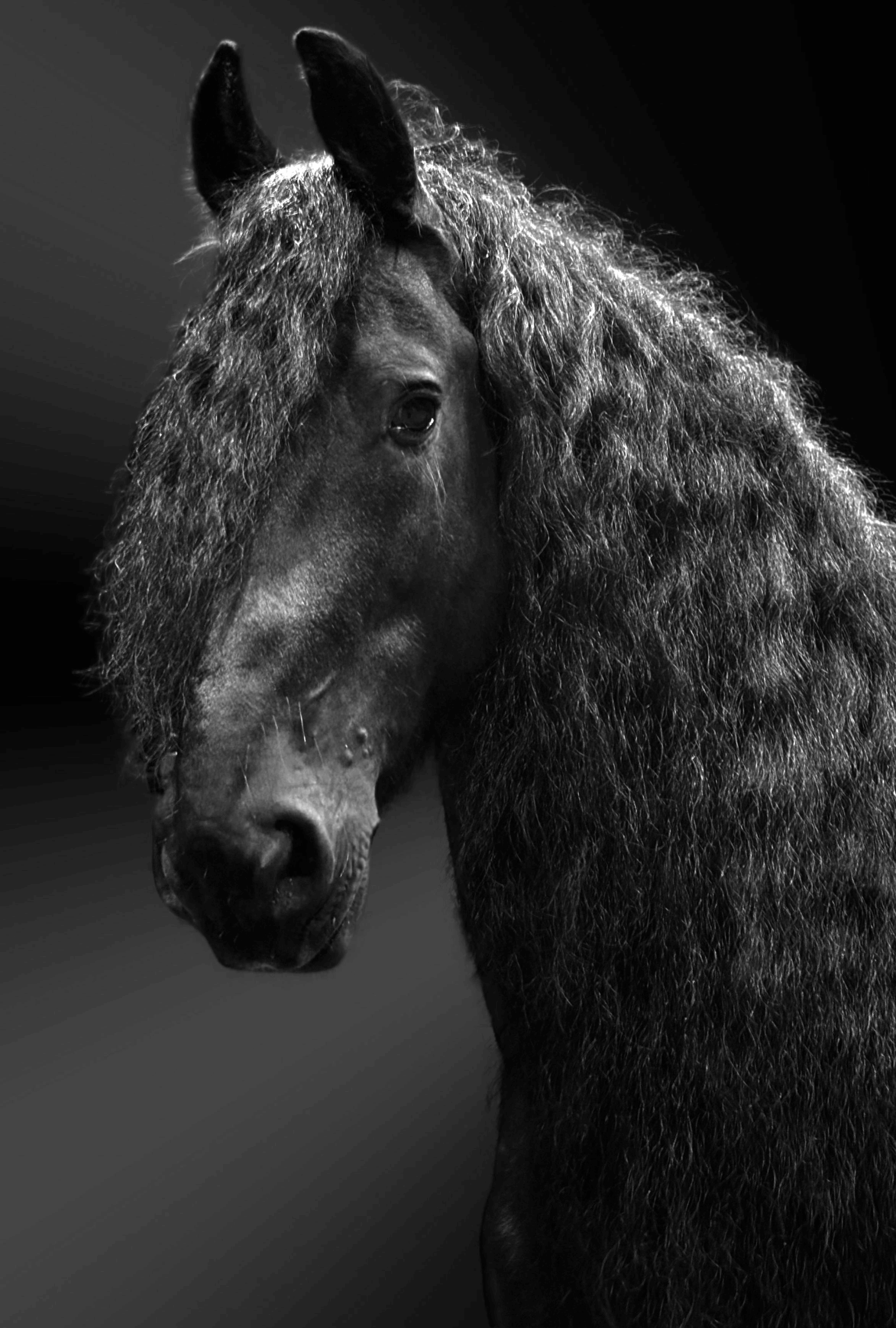 AJA